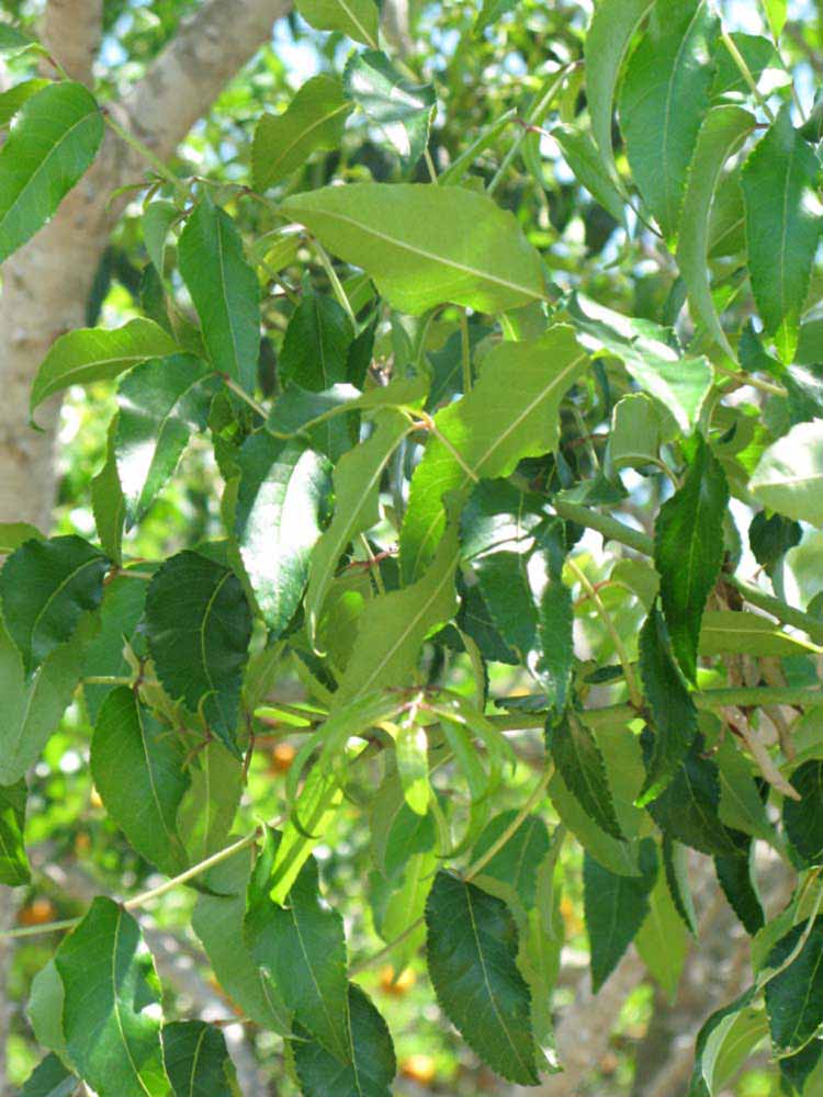              Shade leaves (Winter Haven, FL)       